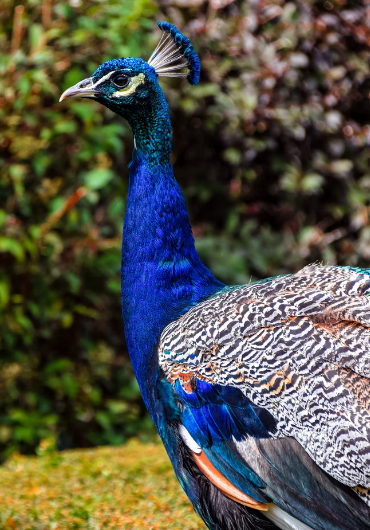 Warwick Castle Peacock