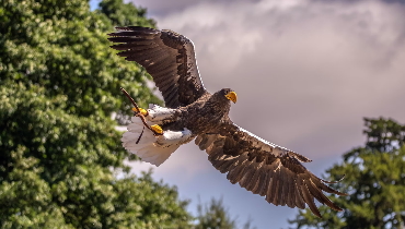 Bird of pray at Warwick Castle